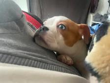 pug mini bull - Photo 2