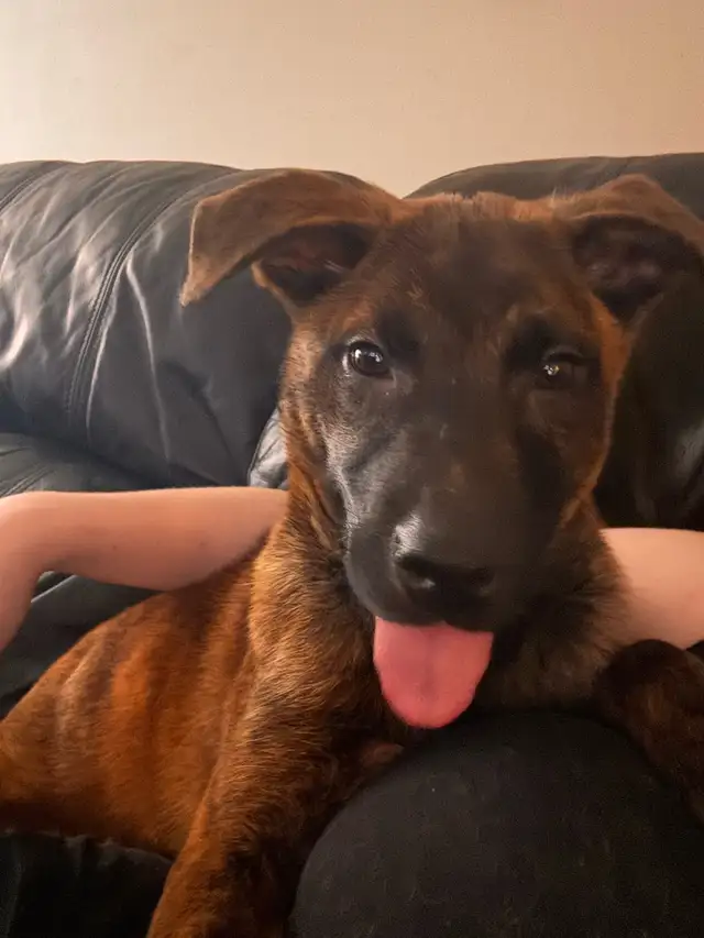 Pups looking for forever home