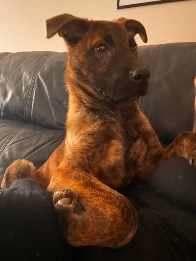 Pups looking for forever home - Photo 2