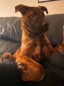 Pups looking for forever home - Photo 2