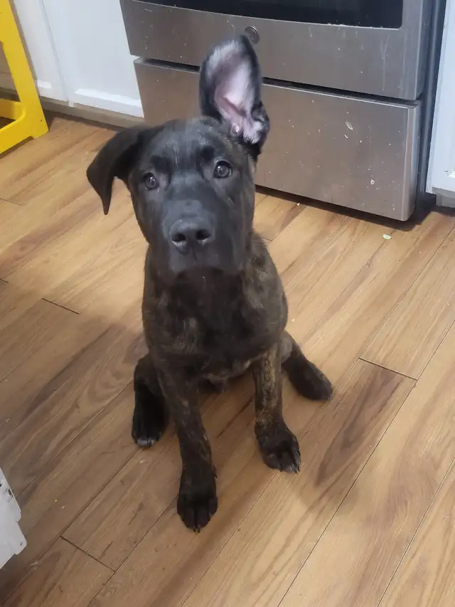 Pups looking for forever home - Photo 3