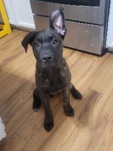 Pups looking for forever home - Photo 3