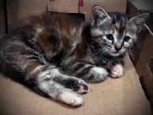 Maine Coon Munchkin Sphynx Cross female Kitten