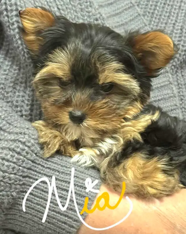 Yorkshire Terrier chiot femelle