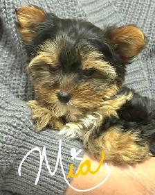 Yorkshire Terrier chiot femelle