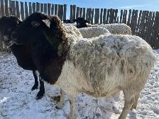 Dorper Whether - Photo 2