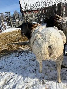 Dorper Whether - Photo 3