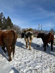 Bull for sale - Photo 4