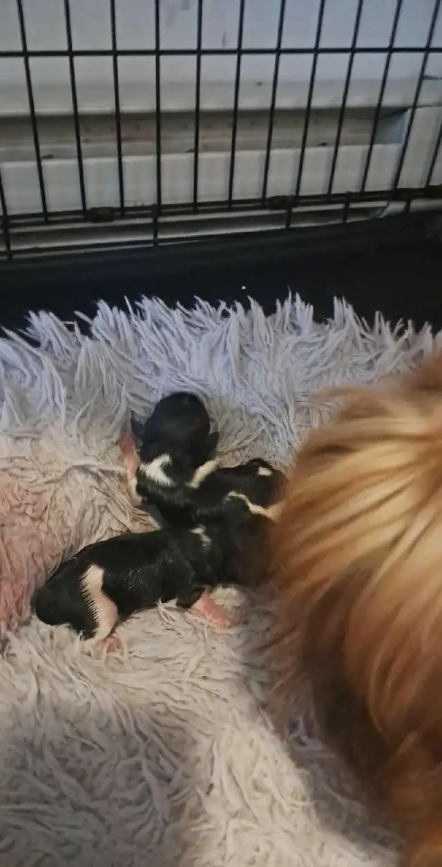 Shihtzu puppies