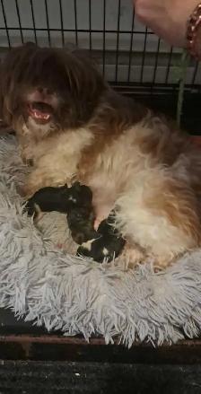 Shihtzu puppies - Photo 2