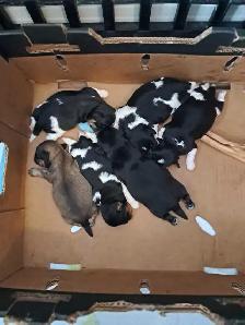 Shihtzu puppies - Photo 3