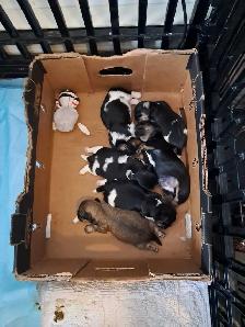 Shihtzu puppies - Photo 4