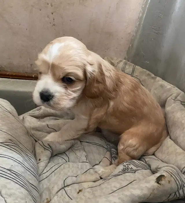 Male CockerSpaniel puppy