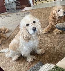 Male CockerSpaniel puppy - Photo 5