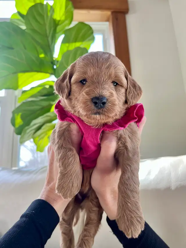 Mini Goldendoodle