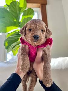 Mini Goldendoodle