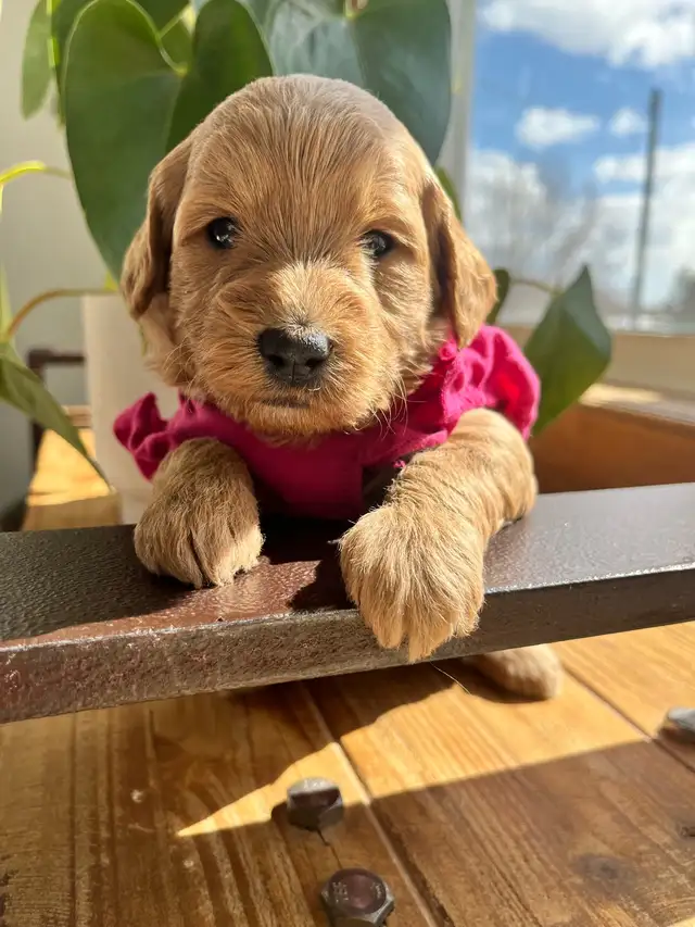 Mini Goldendoodle - Photo 2