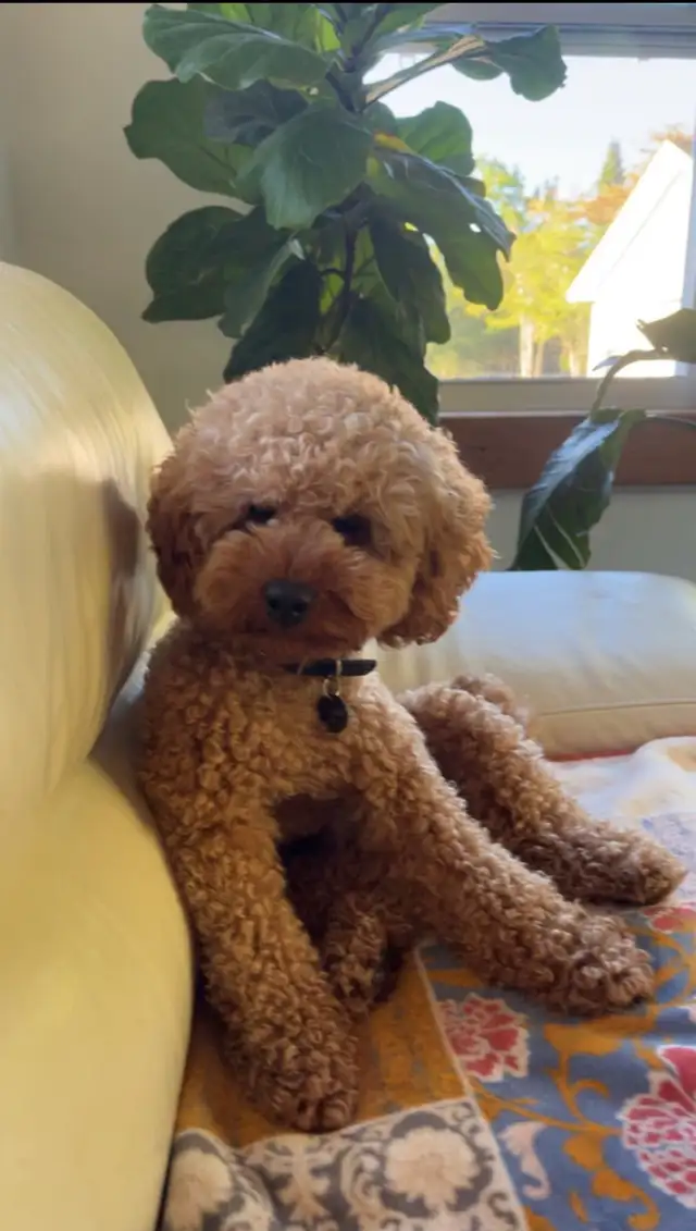 Mini Goldendoodle - Photo 3