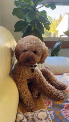 Mini Goldendoodle - Photo 3