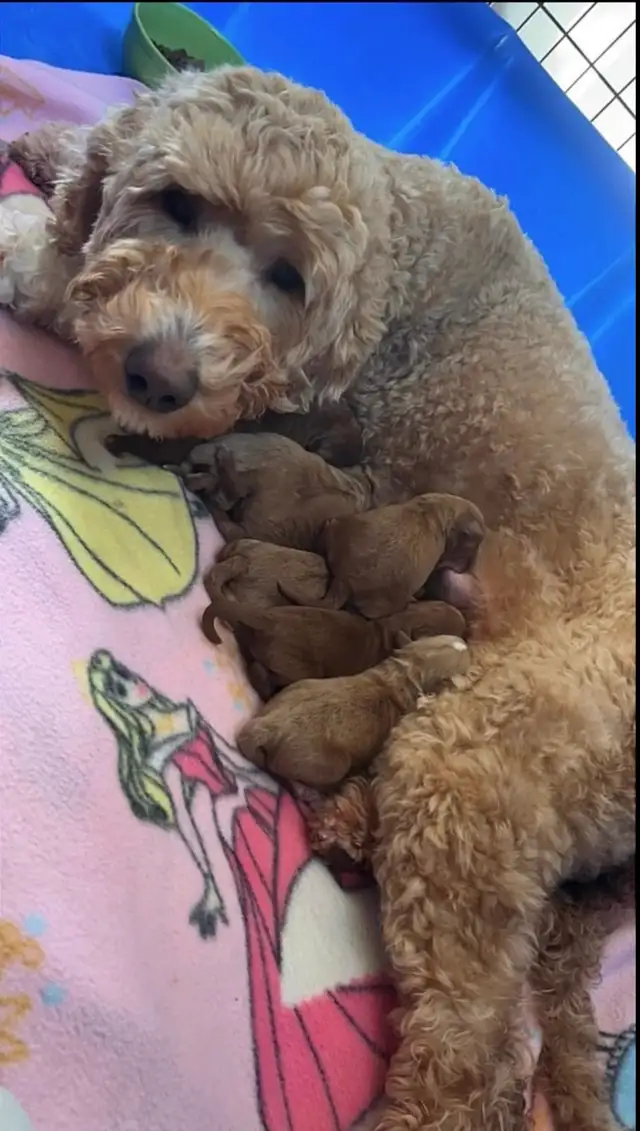 Mini Goldendoodle - Photo 4