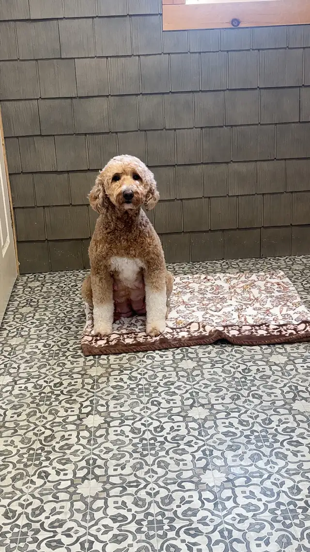 Mini Goldendoodle - Photo 5