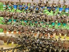 Nucléis 4 cadres à vendre 250$ chaque