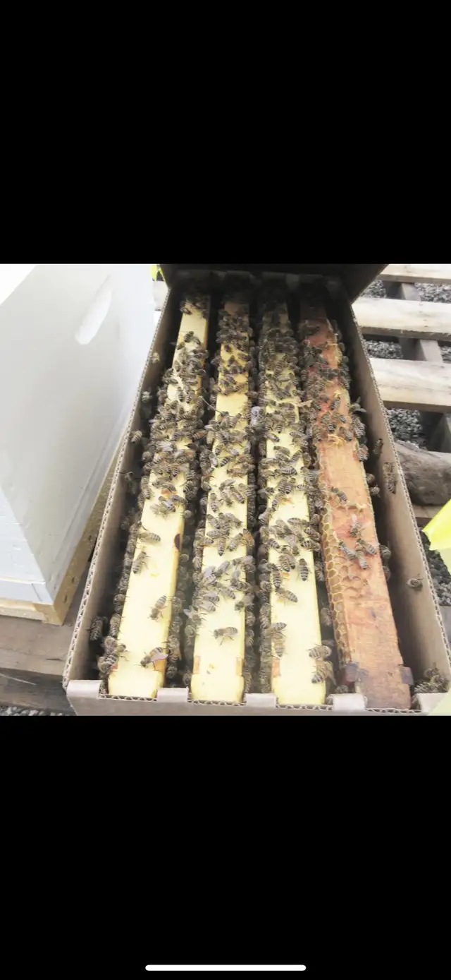 Nucléis 4 cadres à vendre 250$ chaque - Photo 2