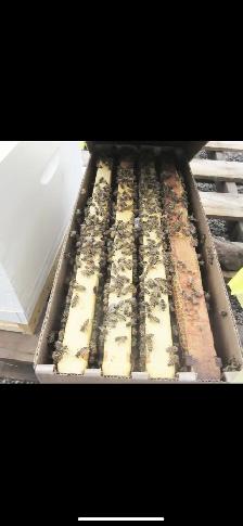 Nucléis 4 cadres à vendre 250$ chaque - Photo 2