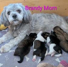 Shih Tzu Bichons - Photo 6