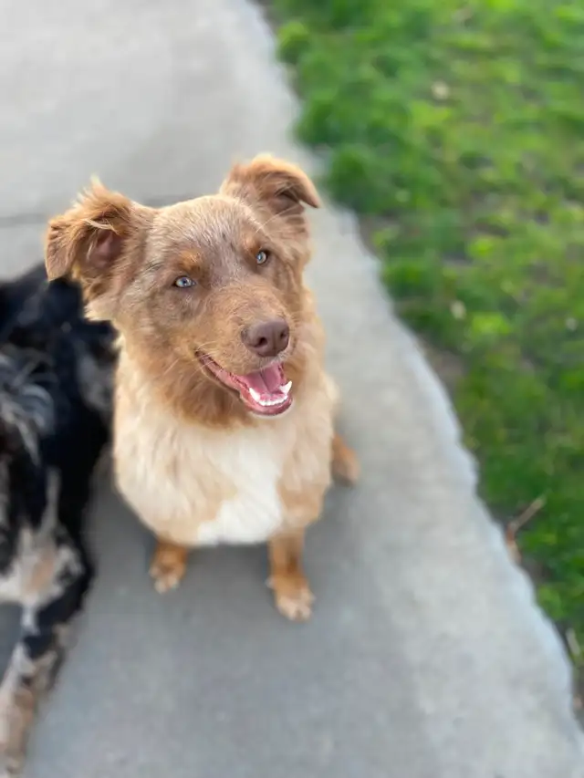 Purebred 8-Month Female Australian Shepherd