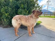 Purebred 8-Month Female Australian Shepherd - Photo 2