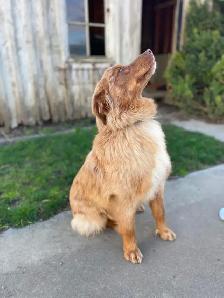 Purebred 8-Month Female Australian Shepherd - Photo 3