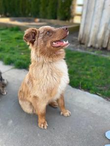 Purebred 8-Month Female Australian Shepherd - Photo 4