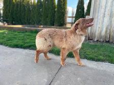 Purebred 8-Month Female Australian Shepherd - Photo 5