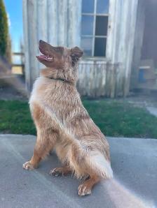 Purebred 8-Month Female Australian Shepherd - Photo 6