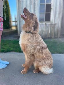 Purebred 8-Month Female Australian Shepherd - Photo 7