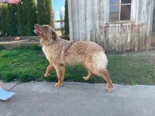 Purebred 8-Month Female Australian Shepherd - Photo 8