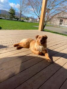 Purebred 8-Month Female Australian Shepherd - Photo 9