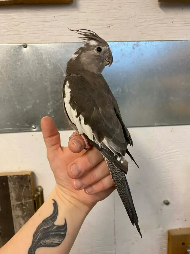 Cockatiel nourri a la main / handfed cockatail