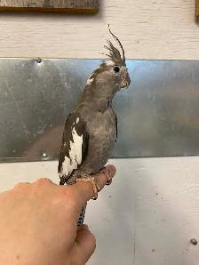 Cockatiel nourri a la main / handfed cockatail - Photo 2