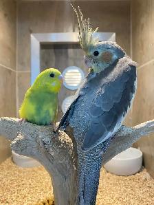 Cockatiel nourri a la main / handfed cockatail - Photo 3