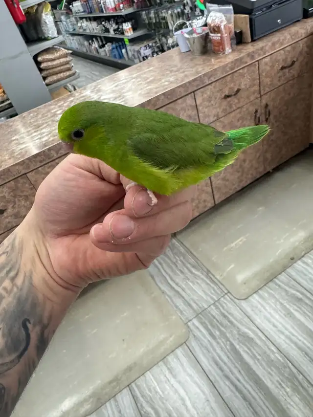 toui celeste nourri a la main / handfed toui celeste