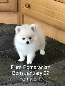 Pomeranian Puppies for Sale