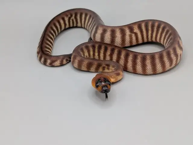 WOMA PYTHON PAIR - WOW