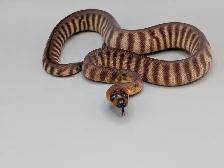 WOMA PYTHON PAIR - WOW