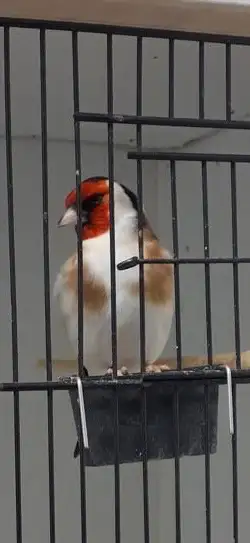 European Goldfinches for sale