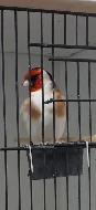 European Goldfinches for sale