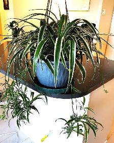 Edging Chlorophytum Comosum