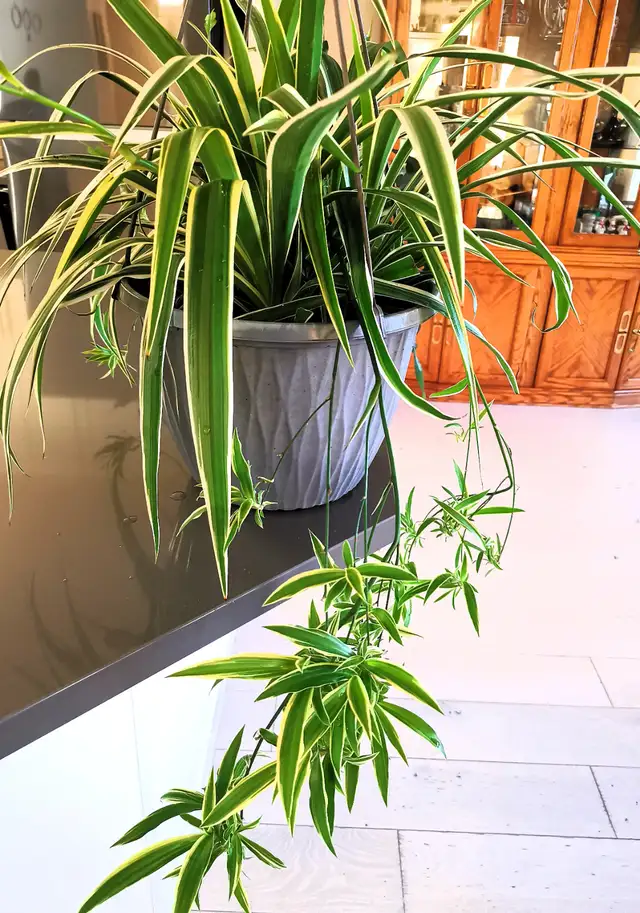 Edging Chlorophytum Comosum - Photo 2