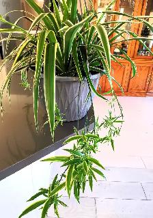 Edging Chlorophytum Comosum - Photo 2